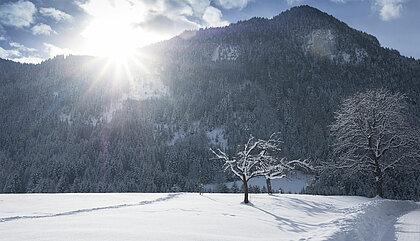 Winterwanderweg im Ortsteil Ried, Reith im Alpbachtal, (c) Alpbachtal Tourismus/Sedlak Matthias