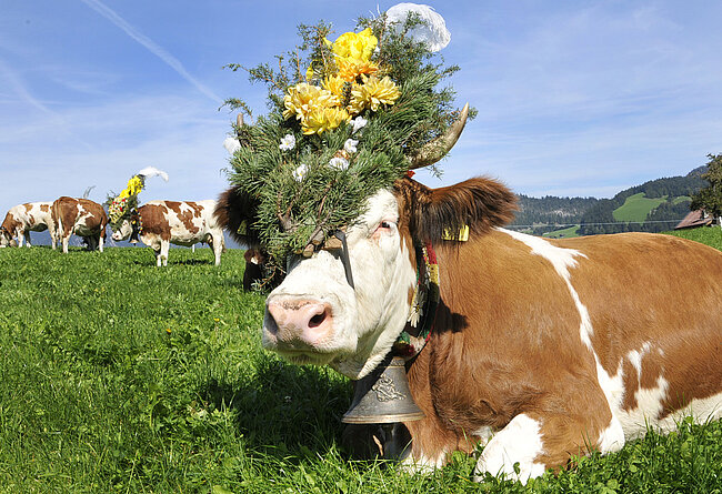 © Tourismusverband Alpbachtal - Griessenböck Gabriele © Tourismusverband Alpbachtal - Griessenböck Gabriele